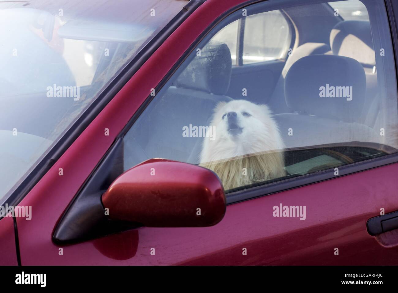 Dog locked in car hires stock photography and images Alamy