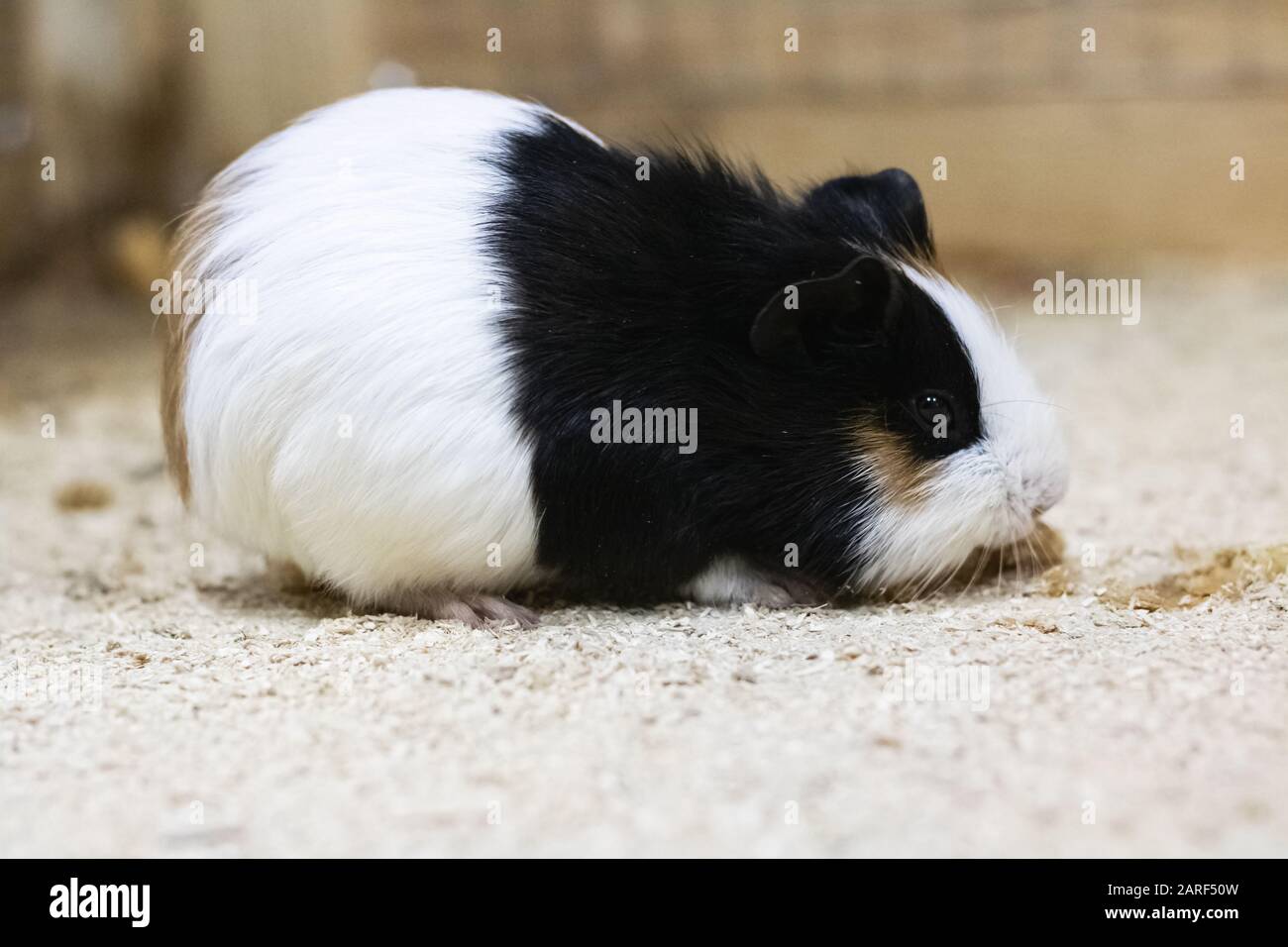 Black white guinea pig in a cage Stock Photo