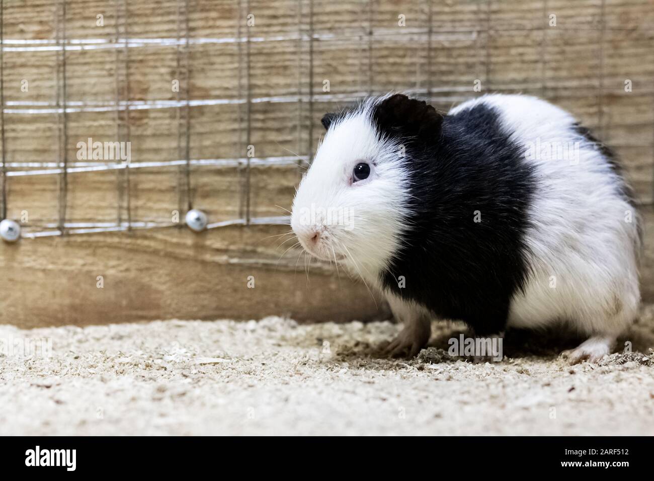 black guinea pig cage