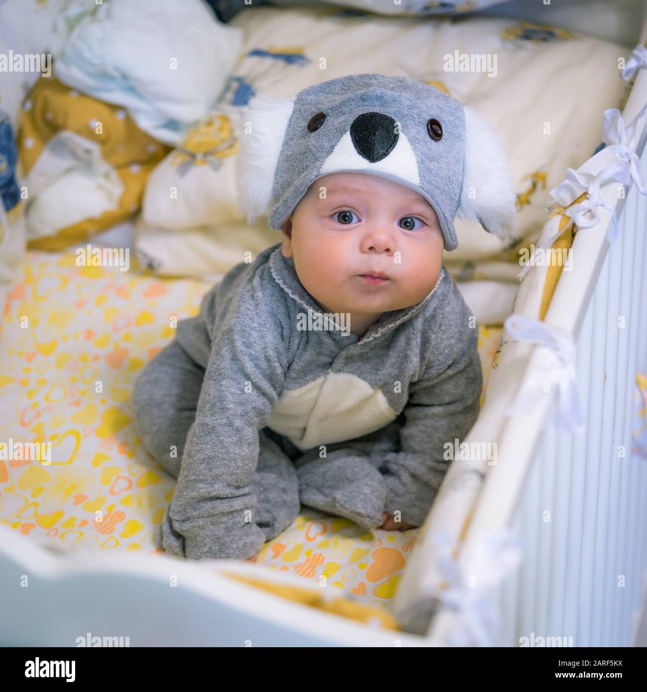 Baby Koala Costume
