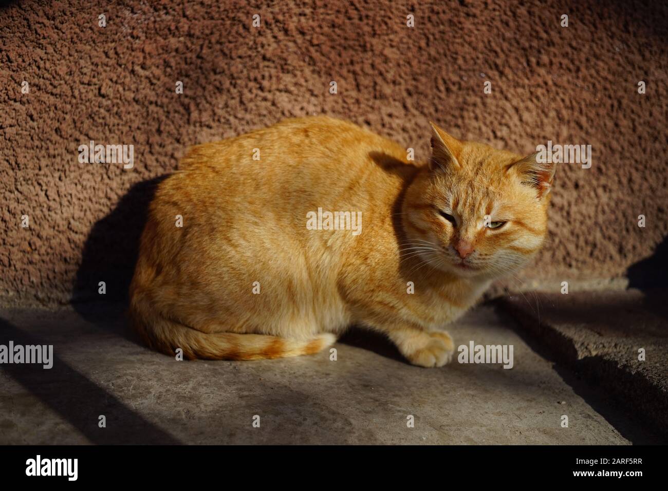 A cunning ginger cat is resting in a sunny courtyard Stock Photo