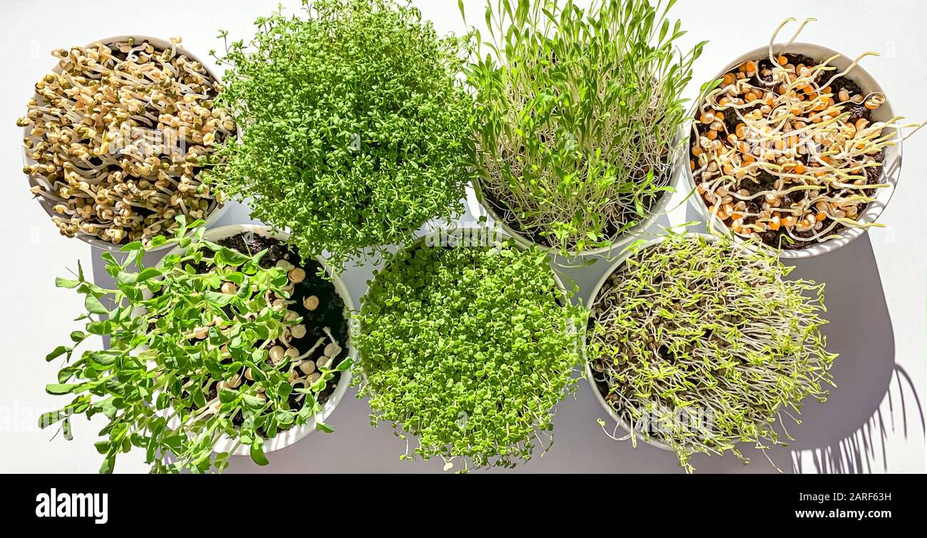 Microgreens and sprouts in white bowls from above. Shoots of mung beans, garden cress, millet, popcorn, sweet peas, arugula and green lentils. Stock Photo