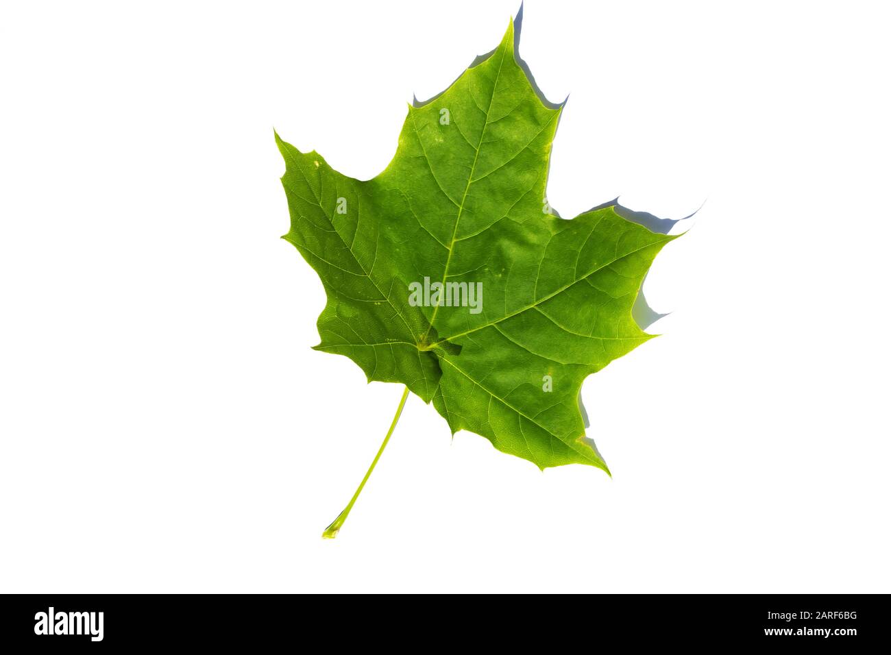 Green leaf of maple, isolated on white background Stock Photo - Alamy