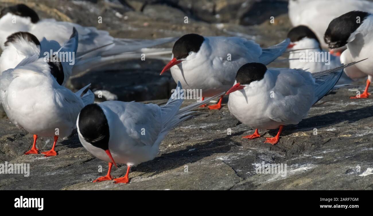 Huge antarctic tern colonies on the islands of the Beagle Channel near Ushuaia, Tierra del Fuego, Argentina. Stock Photo