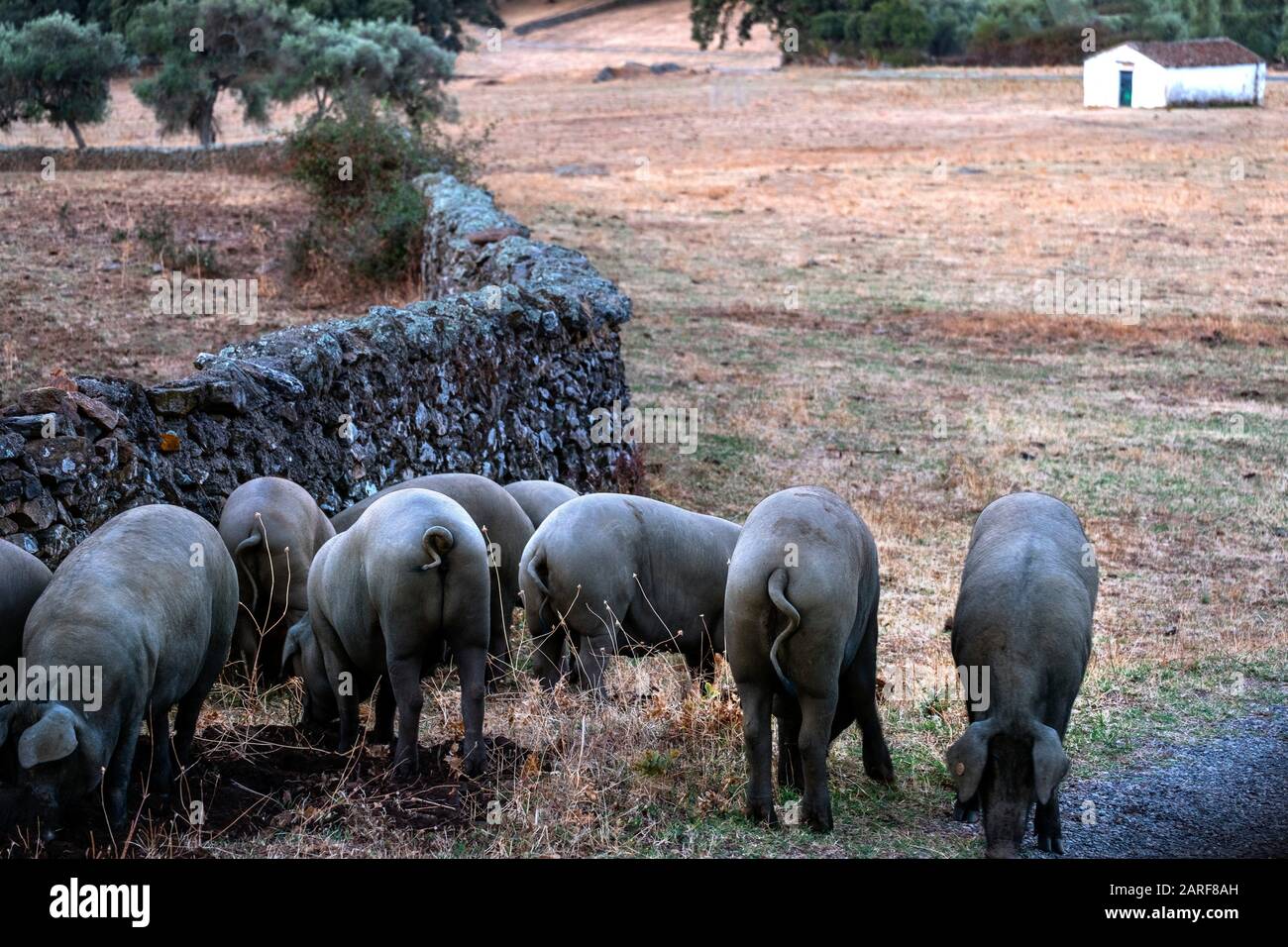 Spain, Andalusia, Huelva, Black Iberian pigs near Aracena. The Iberian pig is a traditional breed of the domestic pig (Sus scrofa domesticus) that is Stock Photo