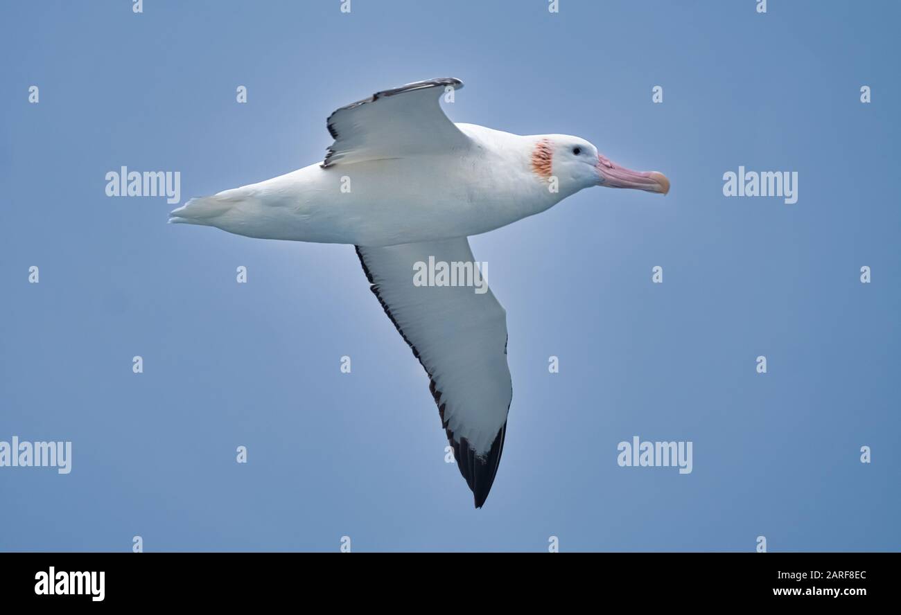 Wandering albatross, Drake passage, Antarctica. It has the longest wingspan of any living bird and a circumpolar range in the Southern Ocean. Stock Photo