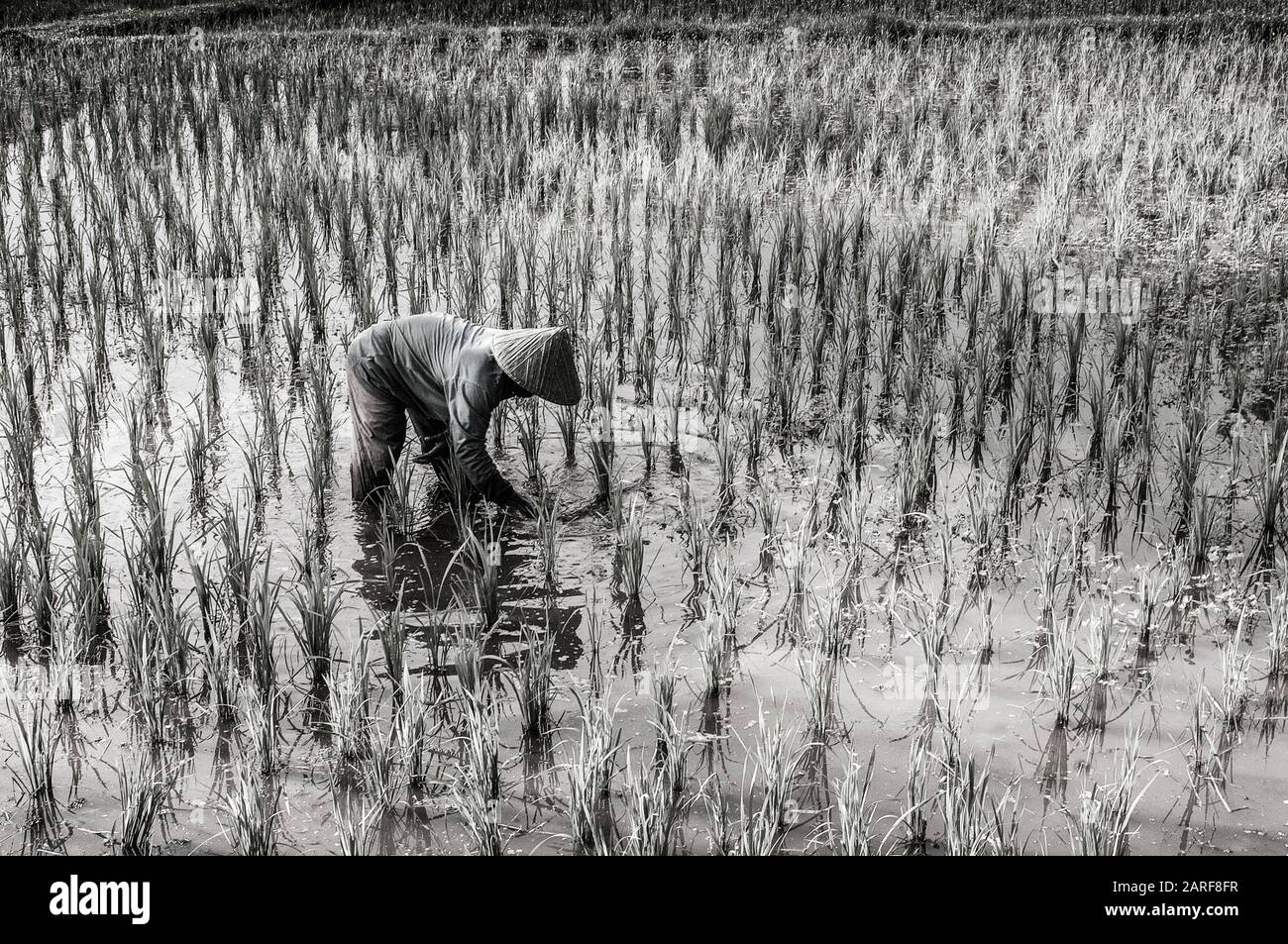 Malaysia, Lankawi, in a rice paddy. Stock Photo