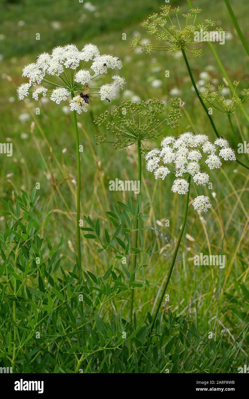 Berg- Laserkraut, Laserpitium siler Stock Photo - Alamy