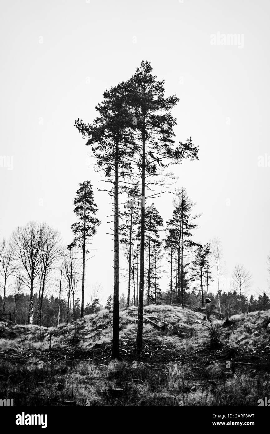 Pine Tree Black Silhouette High Resolution Stock Photography and Images ...