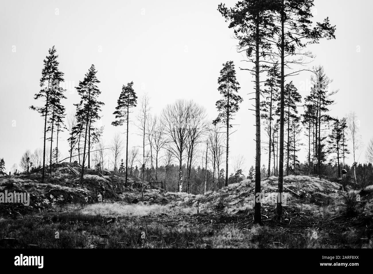 Pine Tree Black Silhouette High Resolution Stock Photography and Images ...