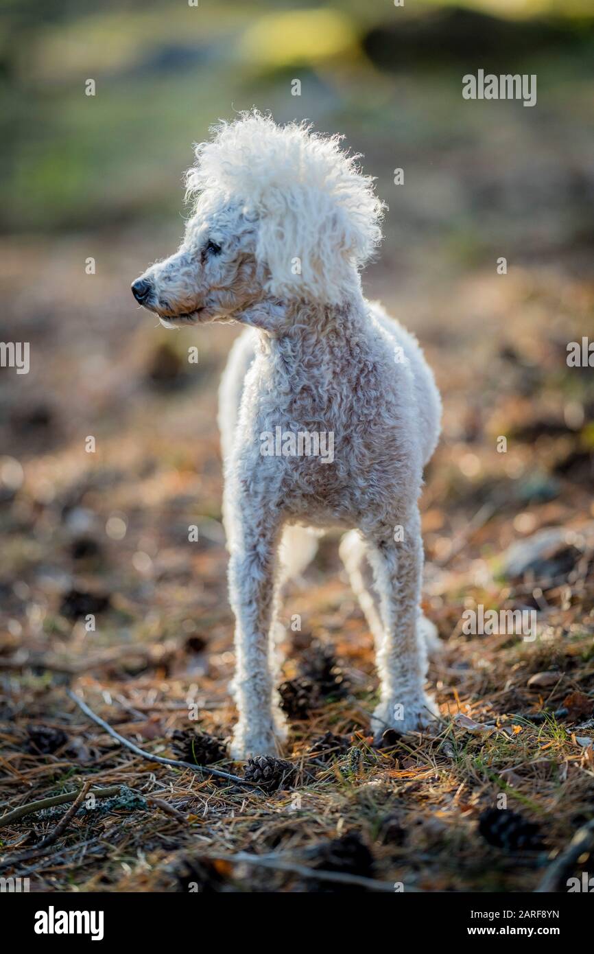 white poodle small
