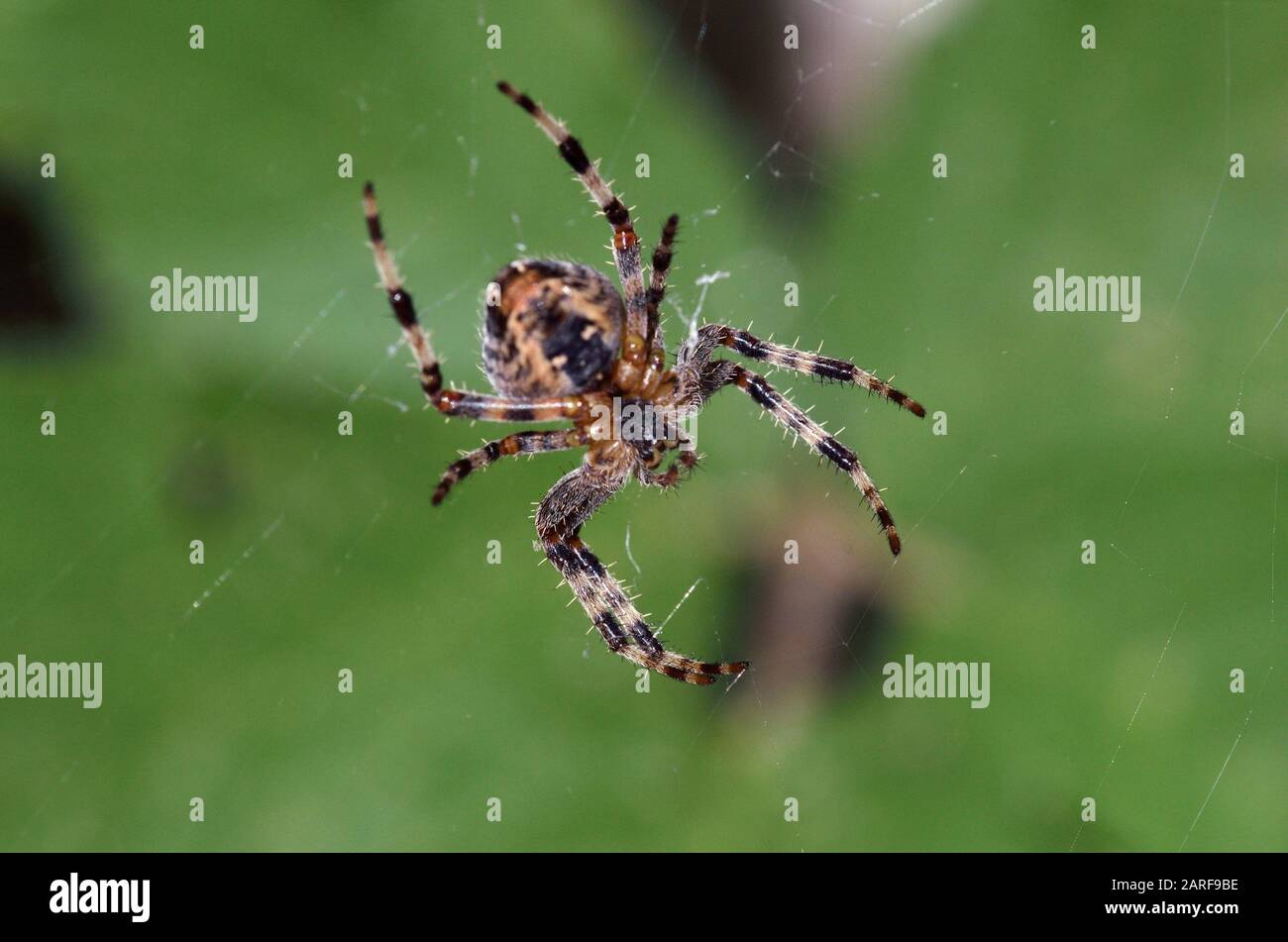 The spider species Araneus diadematus is commonly called the European garden spider, diadem spider, orangie, cross spider and crowned orb weaver , Stock Photo