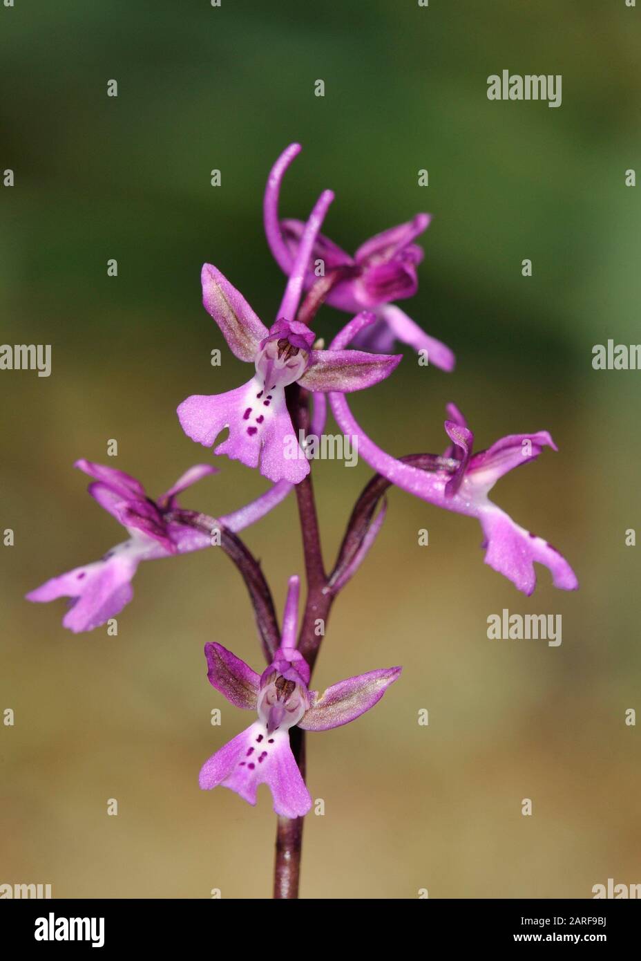 Orchis anatolica (Anatolian Orchis), Crete. Stock Photo