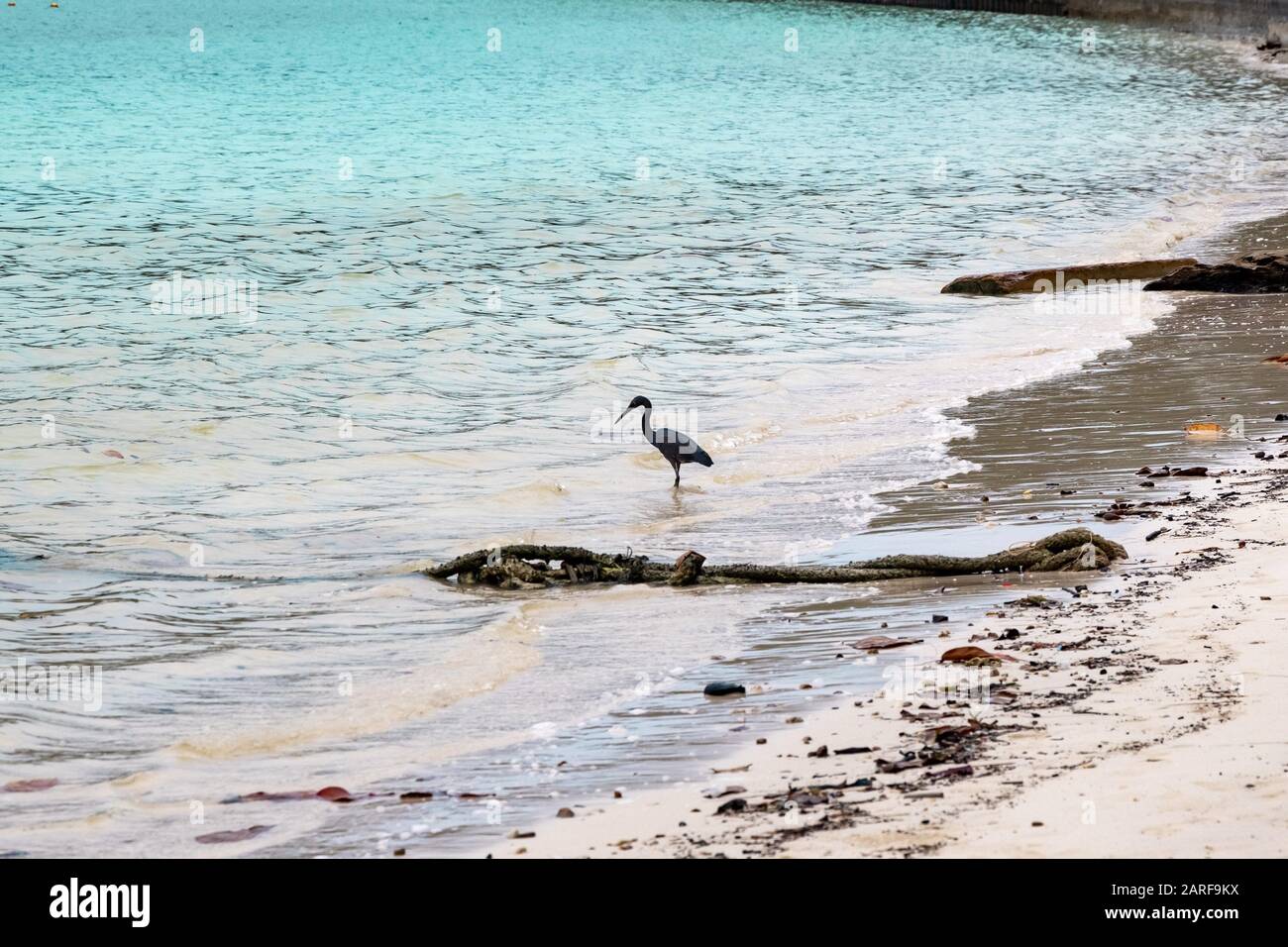 Black crane fishing at a beach in Phi Phi Island. Food chain Stock ...