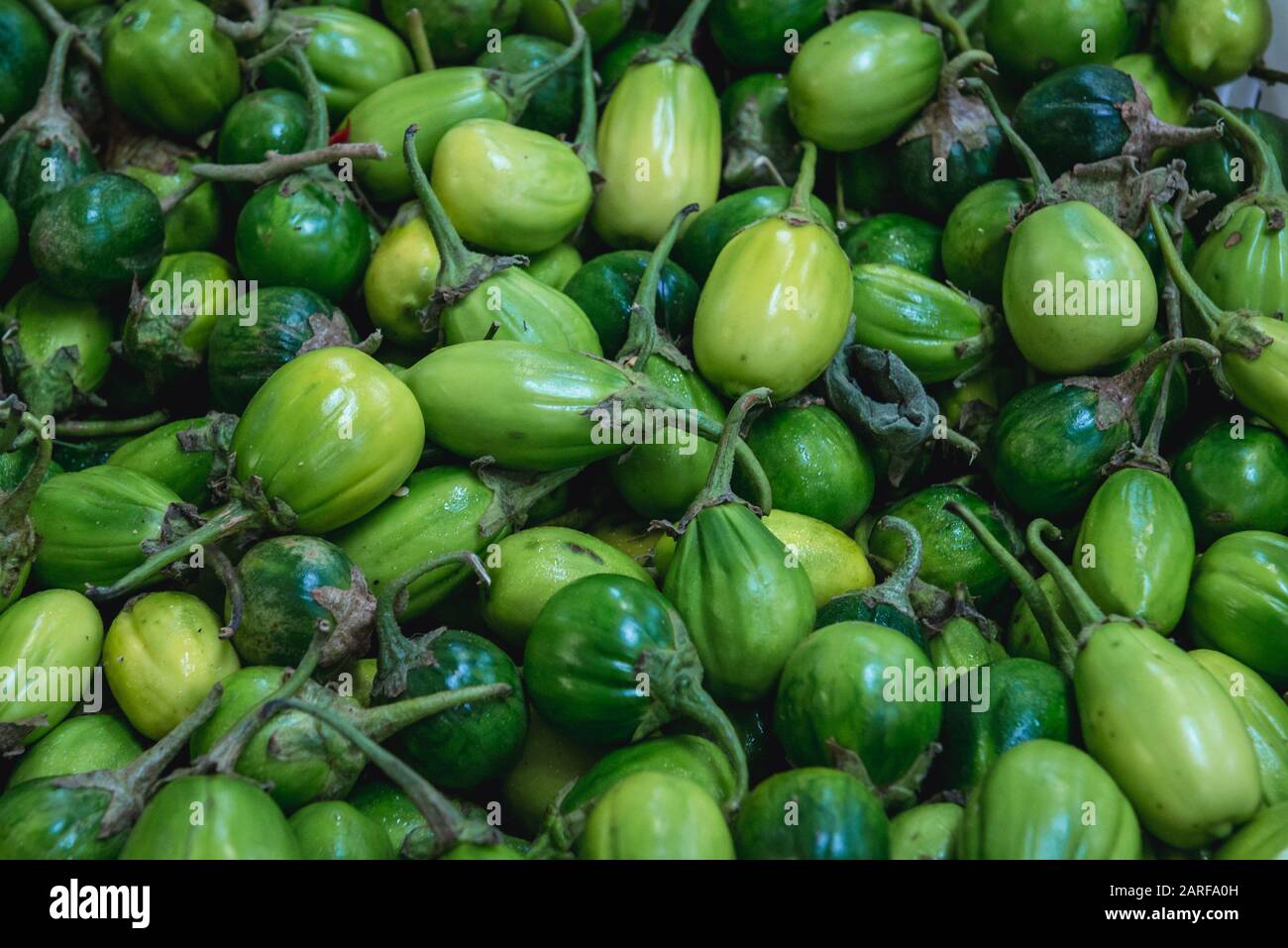 Scarlet eggplant (jiló) full screen, top view. Formerly Solanum gilo, now  considered a group of cultivars of Solanum aethiopicum, is the fruit of the  herbaceous plant Jiloeiro. Cultivated in Brazil. Stock Photo