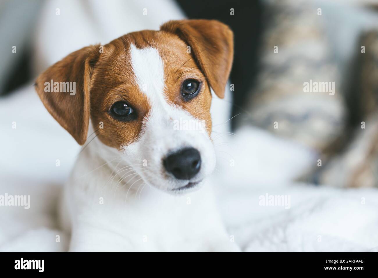 Adorable puppy Jack Russell Terrier on the sofa. Portrait of a little dog. Stock Photo