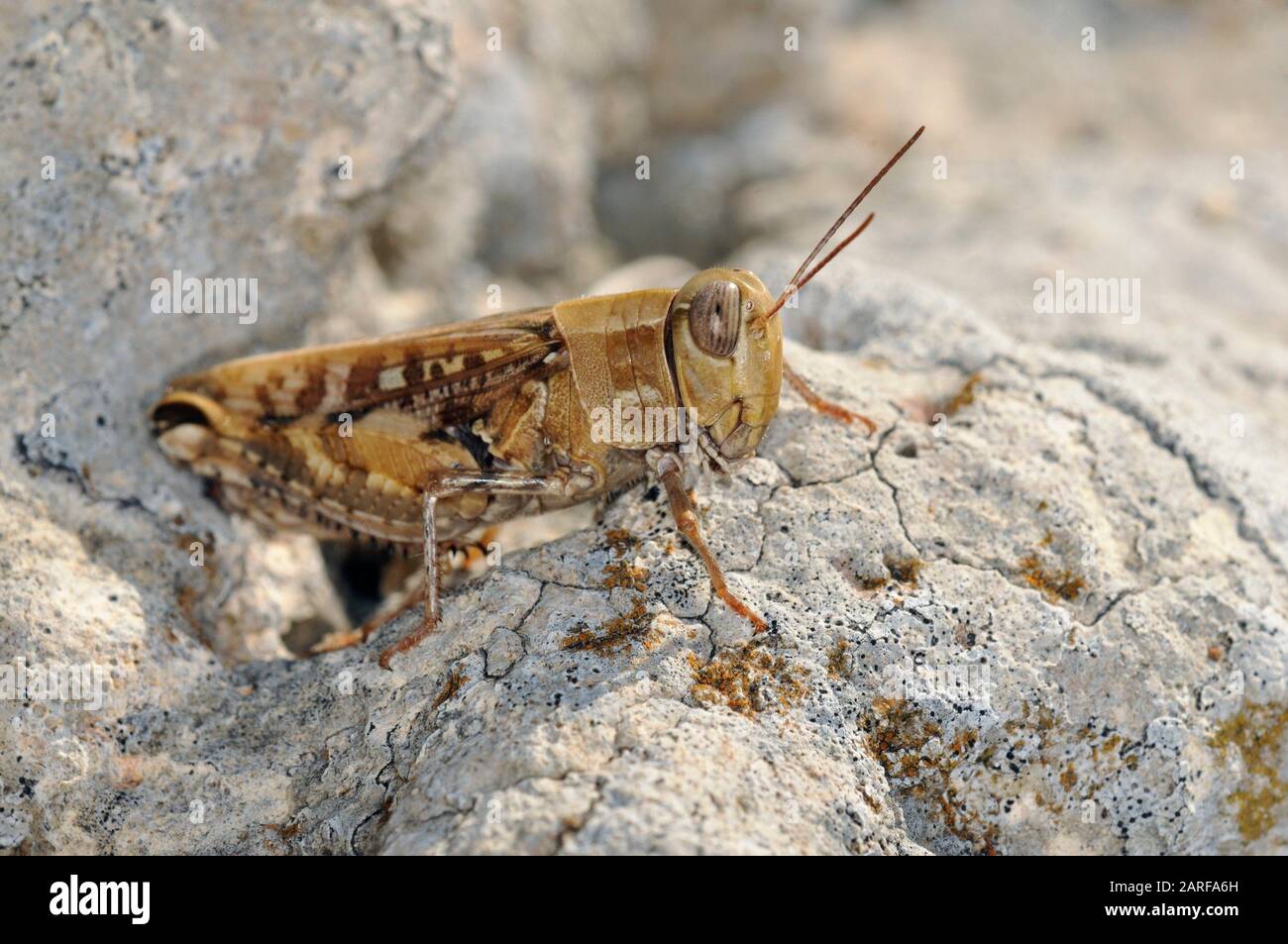 animal, animals, antenna, arthropod, arthropoda, brown, bug