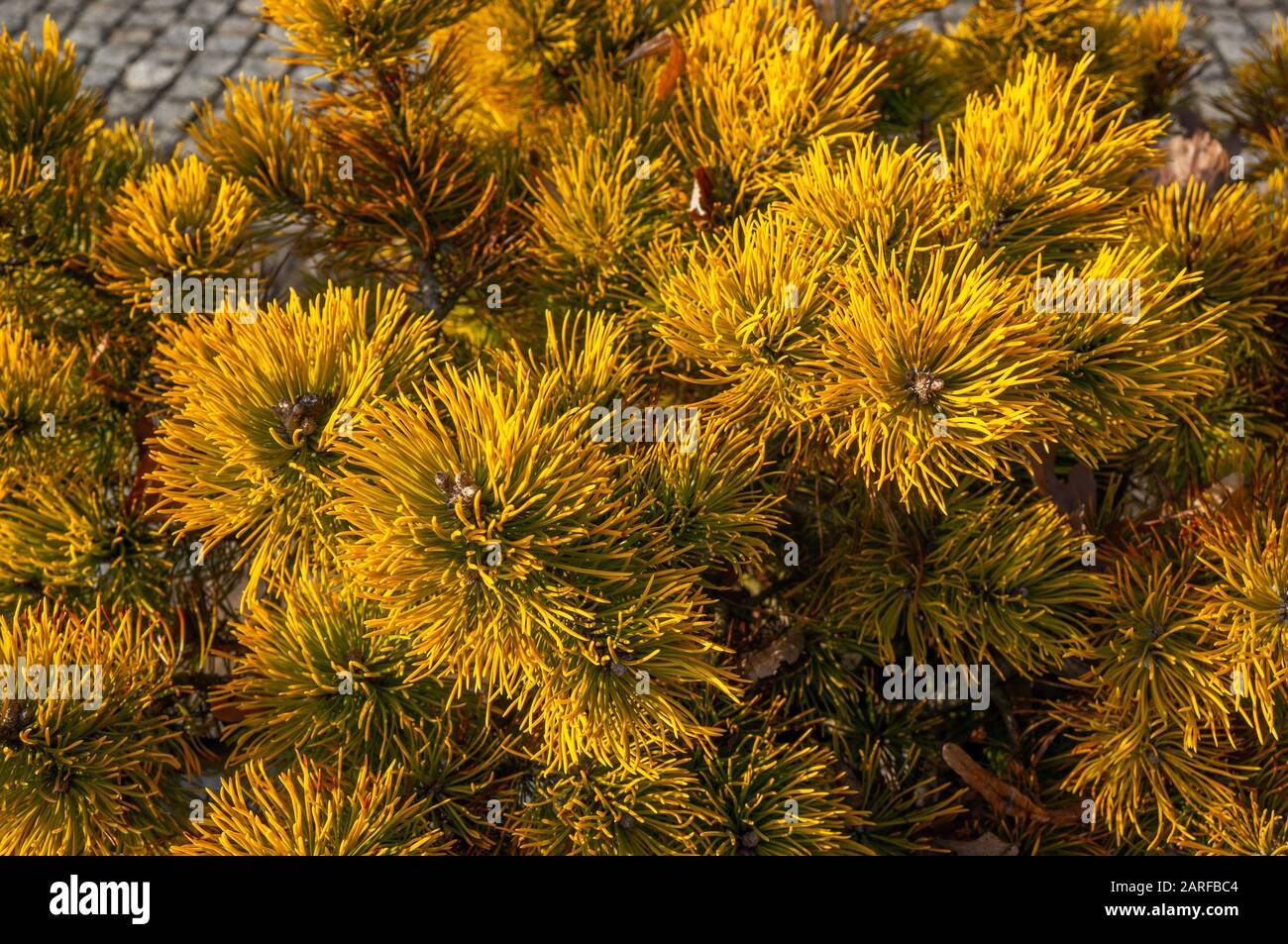 Vibrant yellow fir needles on coniferous tree in a cluster growing towards the light. Pinus virginiana 'Wate's golden' Stock Photo