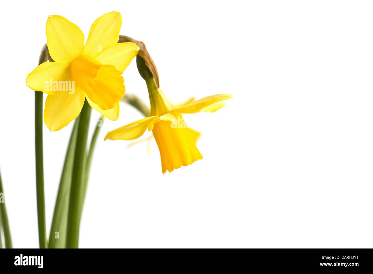 Daffodils close up, isolated on white background Stock Photo