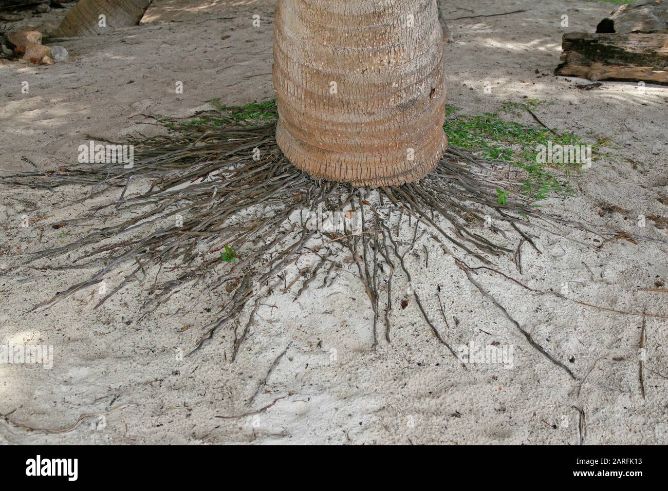 palm tree roots system Margy Velazquez