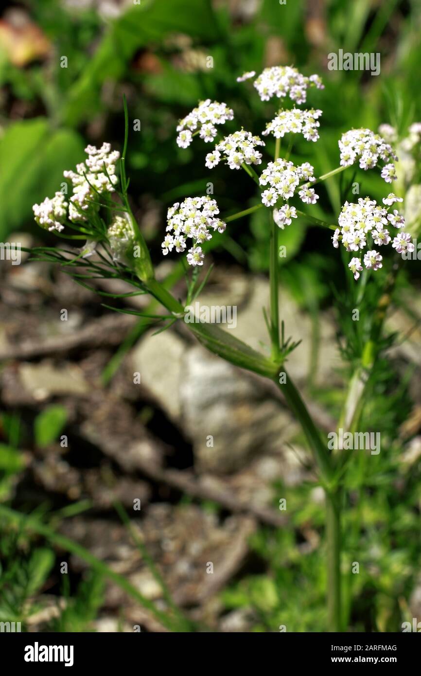 Kurzlebiger Bergfenchel, Seseli annuum ssp. annuum Stock Photo
