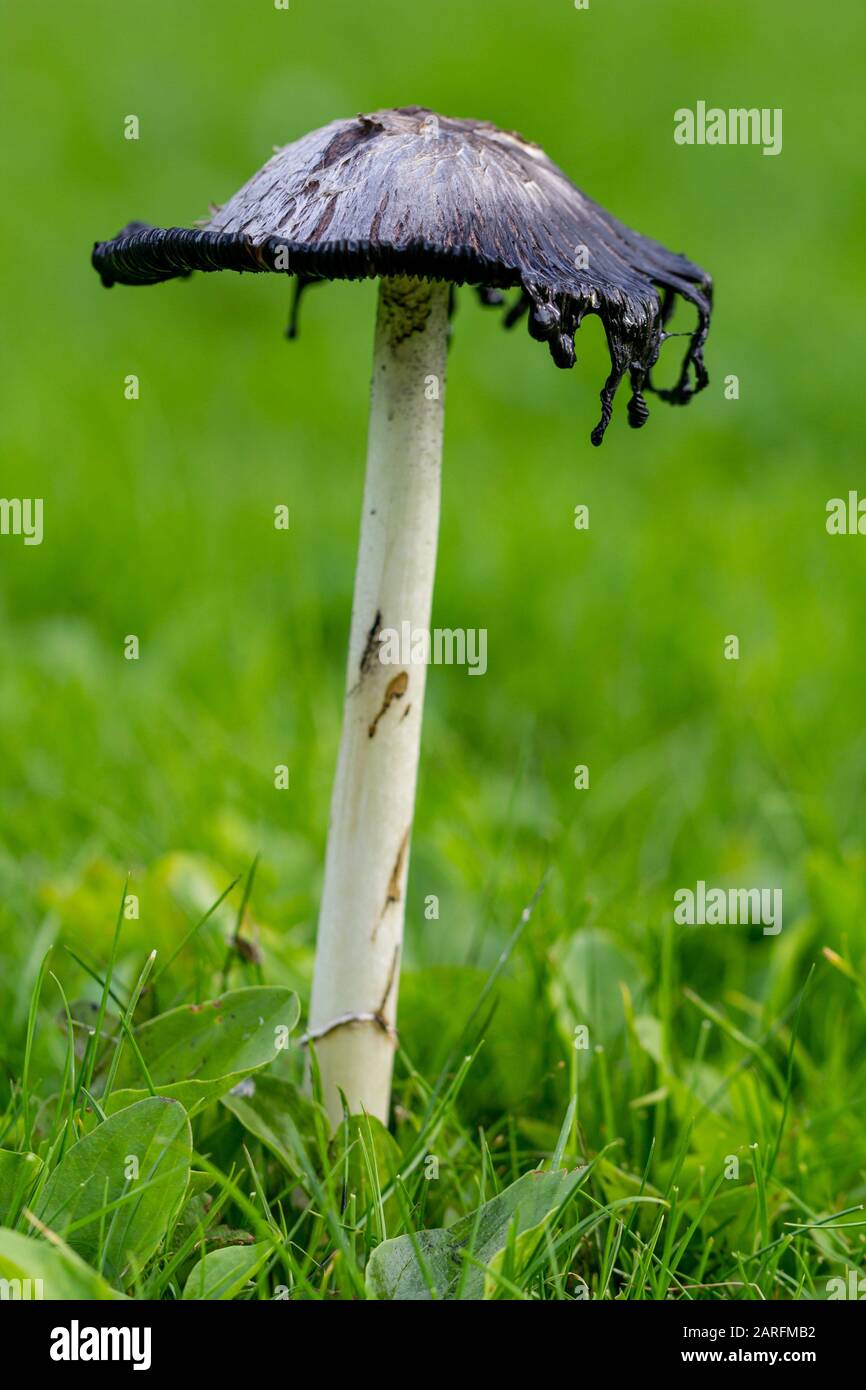 Edible mushroom field hires stock photography and images Alamy