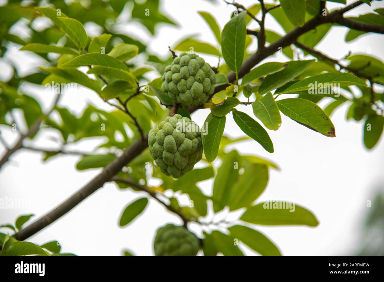 Custard apples or Sugar apples or Annona squamosa Linn. growing on a