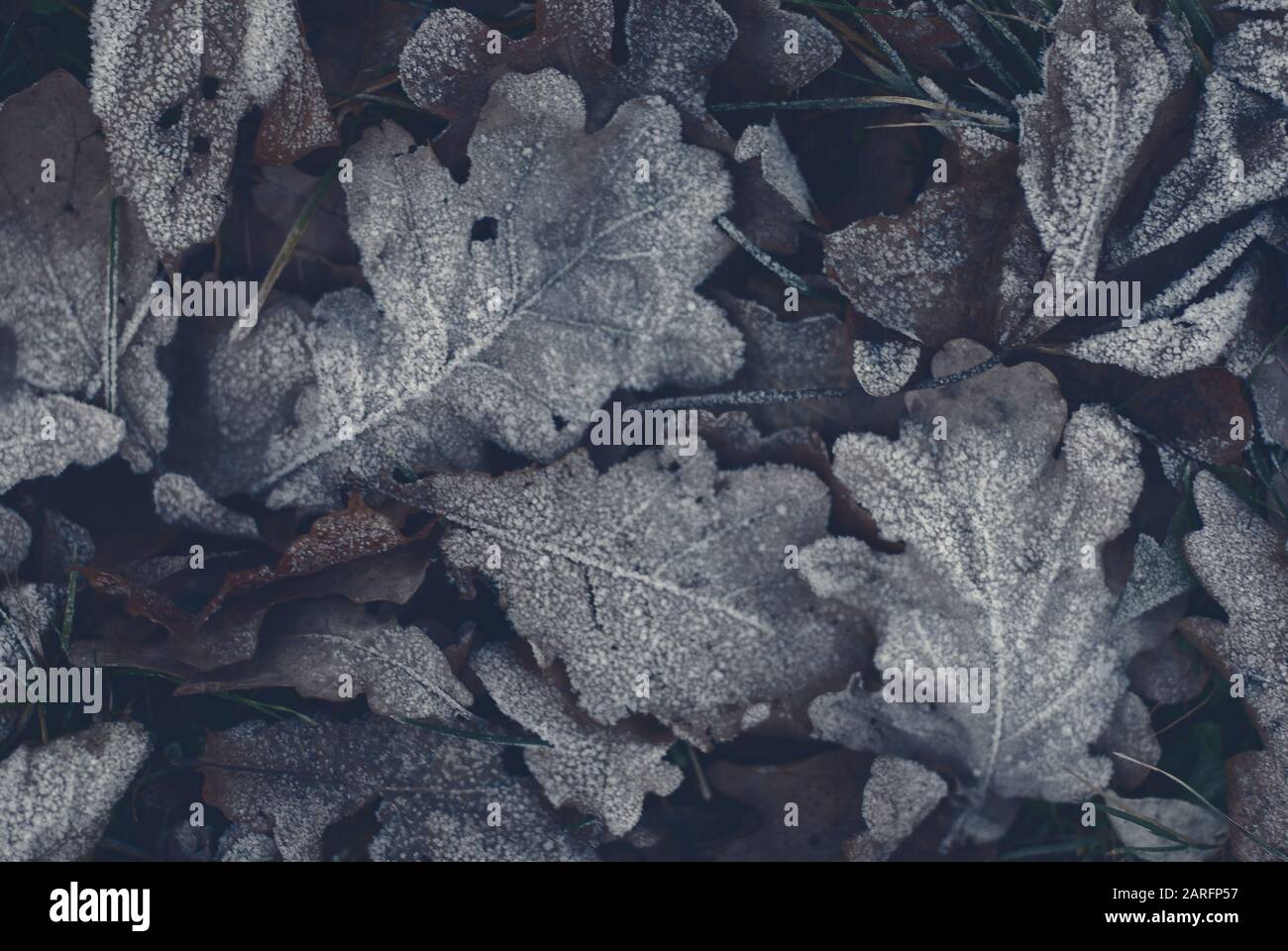 Dark brown night leaves background Stock Photo