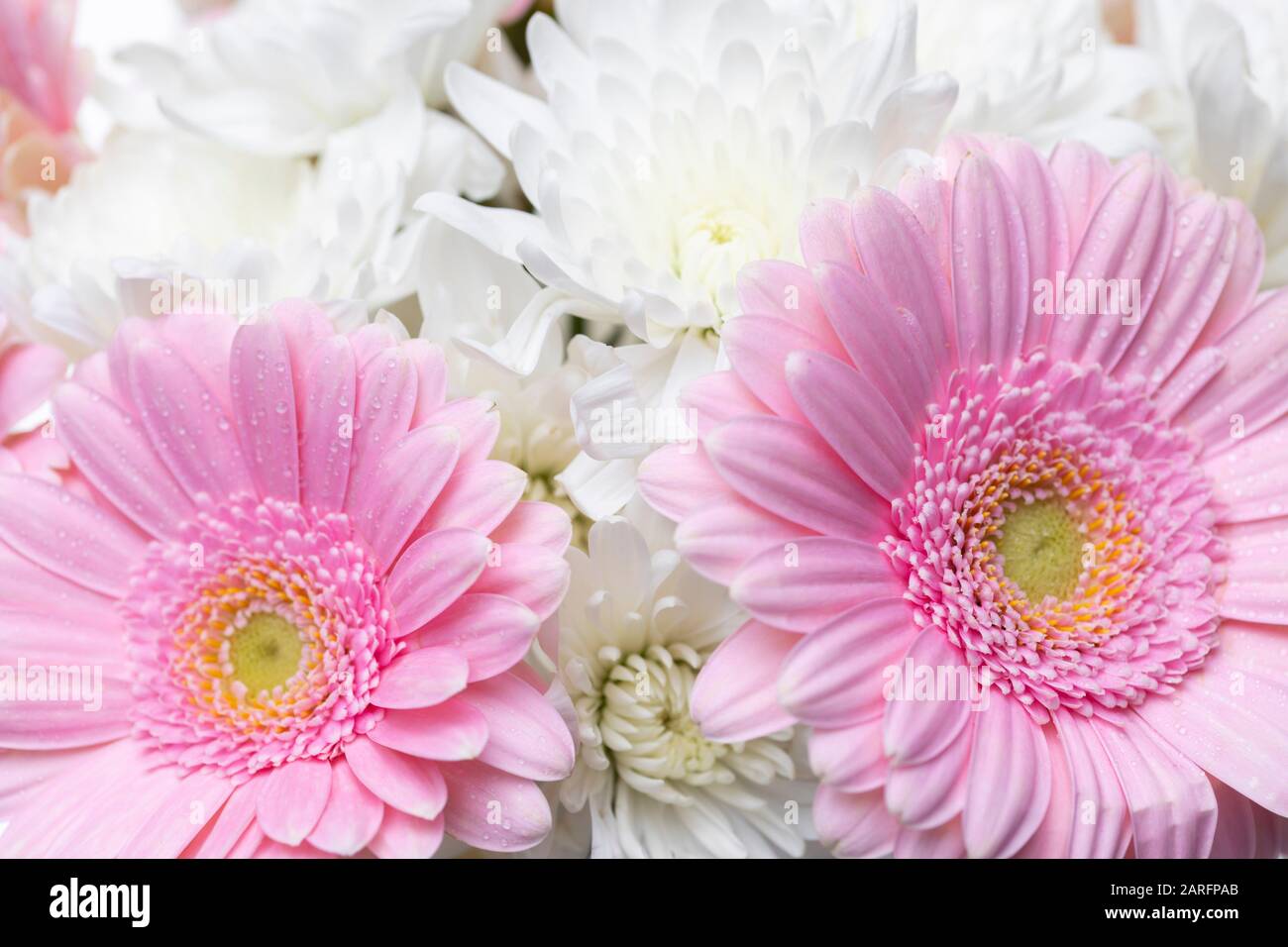 Still life of flowers on white background Stock Photo - Alamy