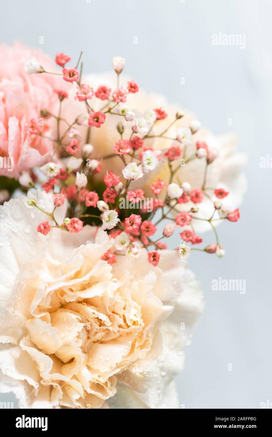 Still life of flowers on white background Stock Photo - Alamy