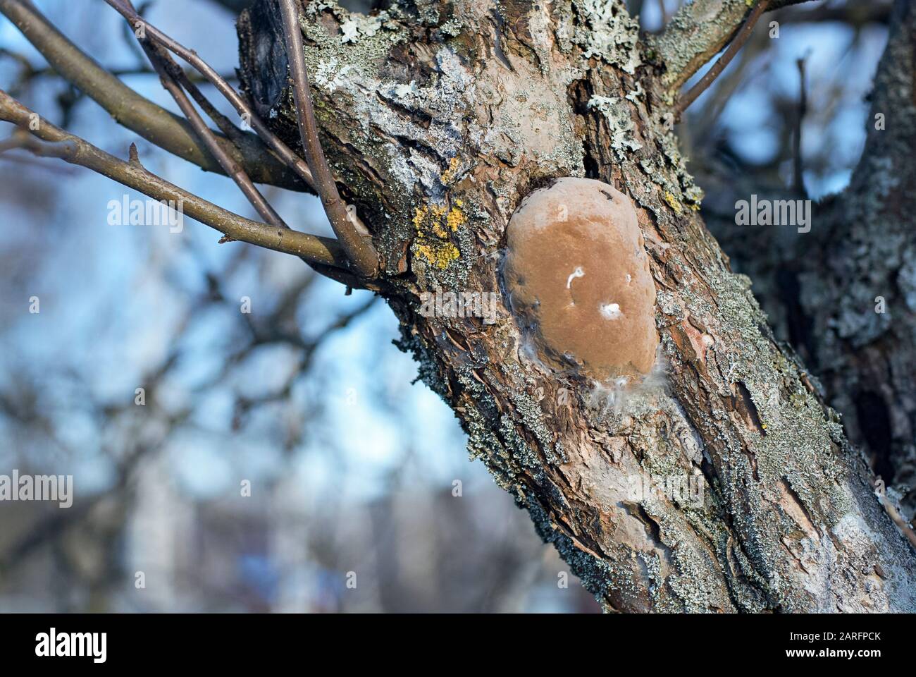 Bracket fungus or plum tinder  (Phellinus pomaceus, Phellinus igniarius) on apple tree trunk Stock Photo