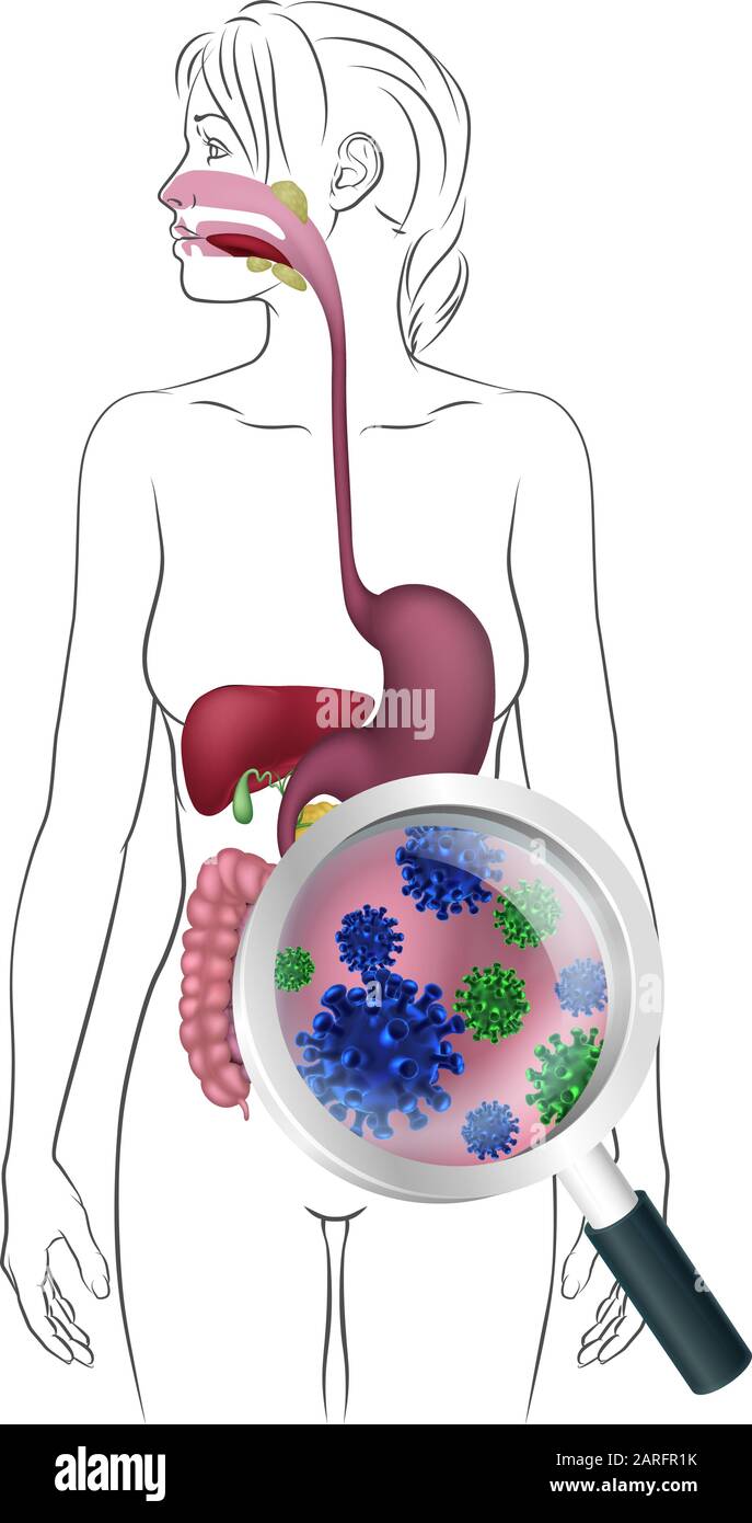 Human Digestive System Woman Anatomy Diagram Stock Vector