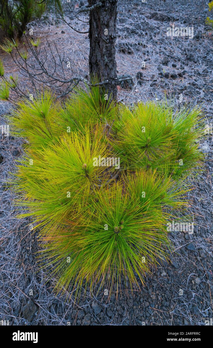 Canary Island pine forest, Llano del Jable, Island of La Palma, Canary Islands, Spain, Europe. Stock Photo