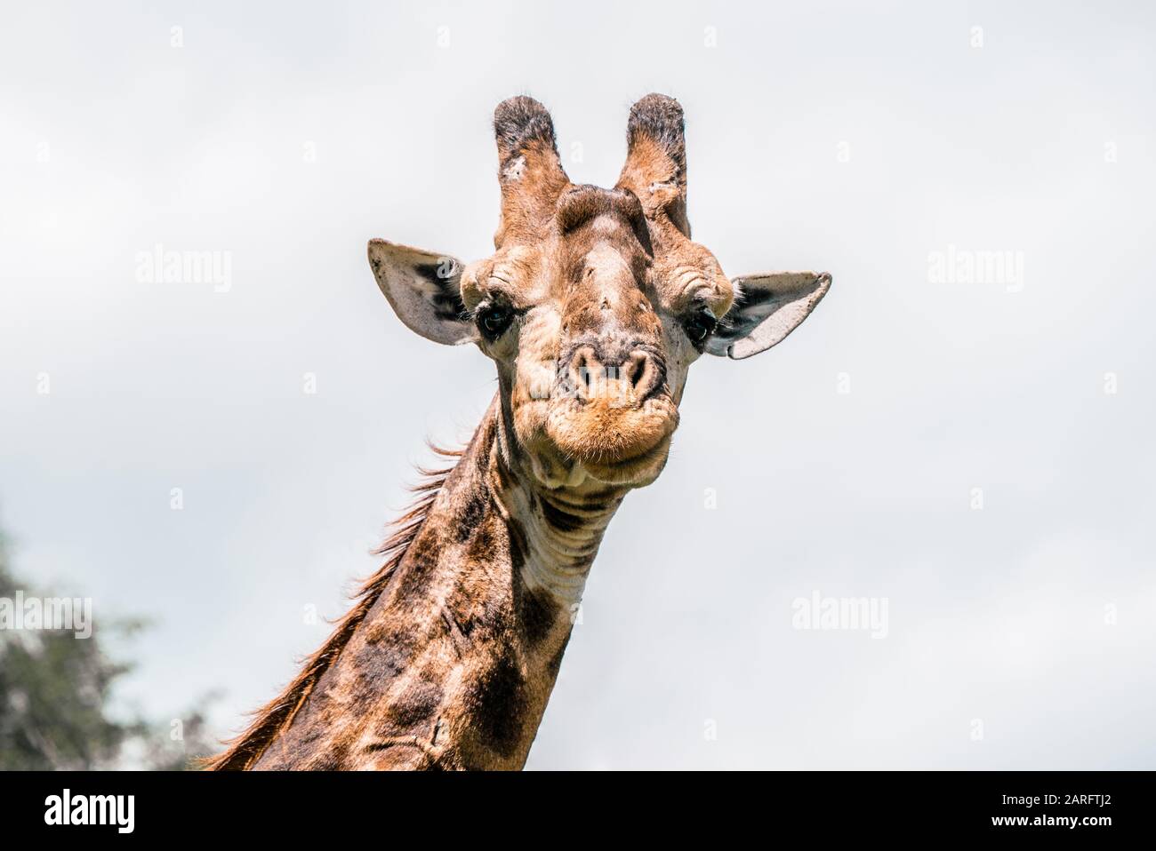 Giraffe looks into camera and smiles. Kruger National Park South Africa Stock Photo