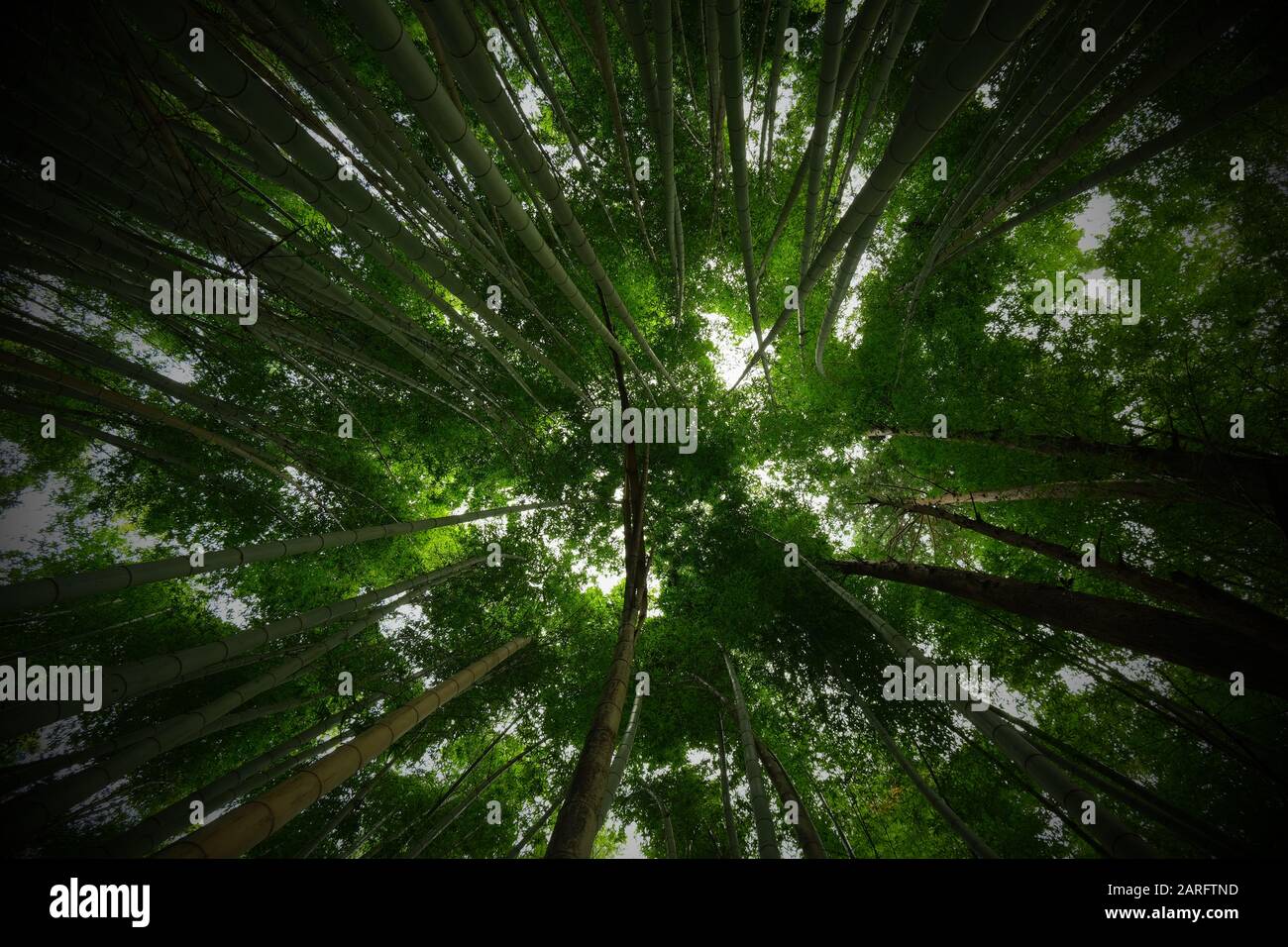 Looking up in a bamboo forest Stock Photo