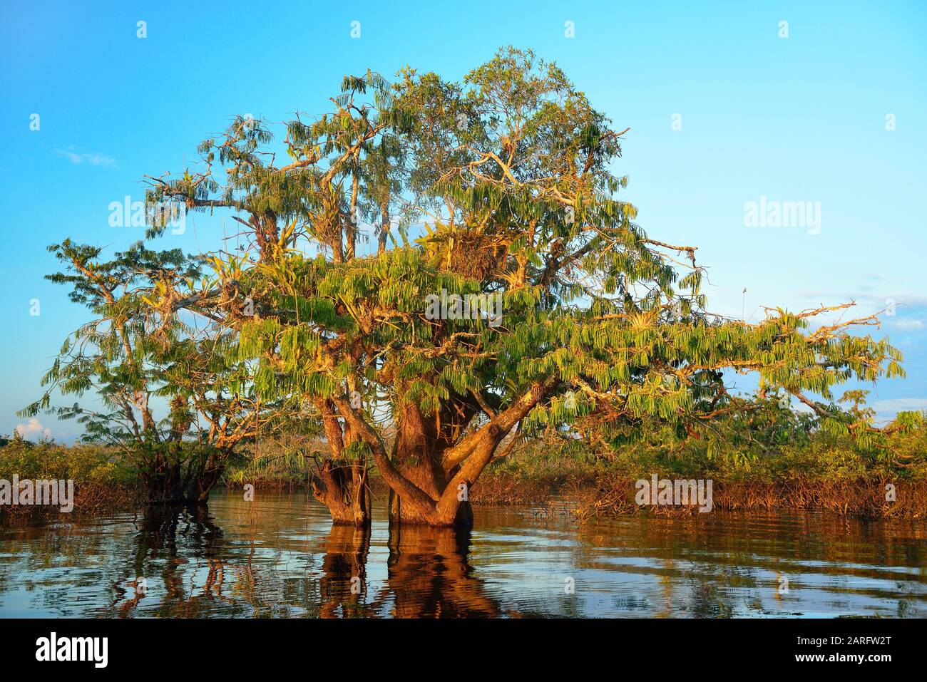Jacaranda tree (Jacaranda mimosifolia). Laguna Grande. Cuyabeno restricted area. Ecuador. Stock Photo