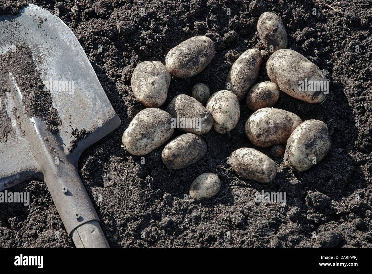 freshly dug potatoes and shovel on the ground Stock Photo