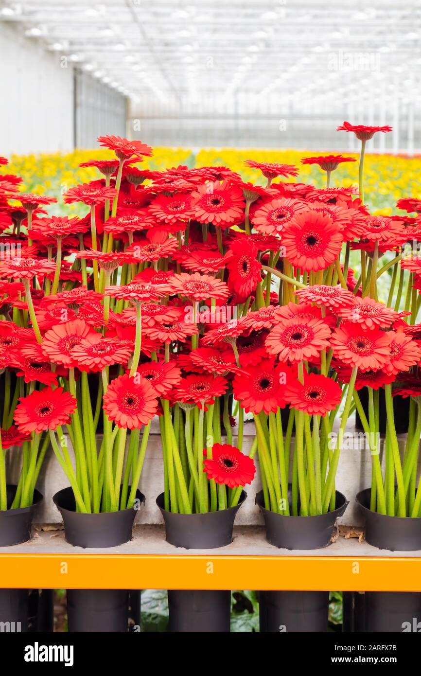 Harvesting and collecting of blooming gerbera flowers for export in a