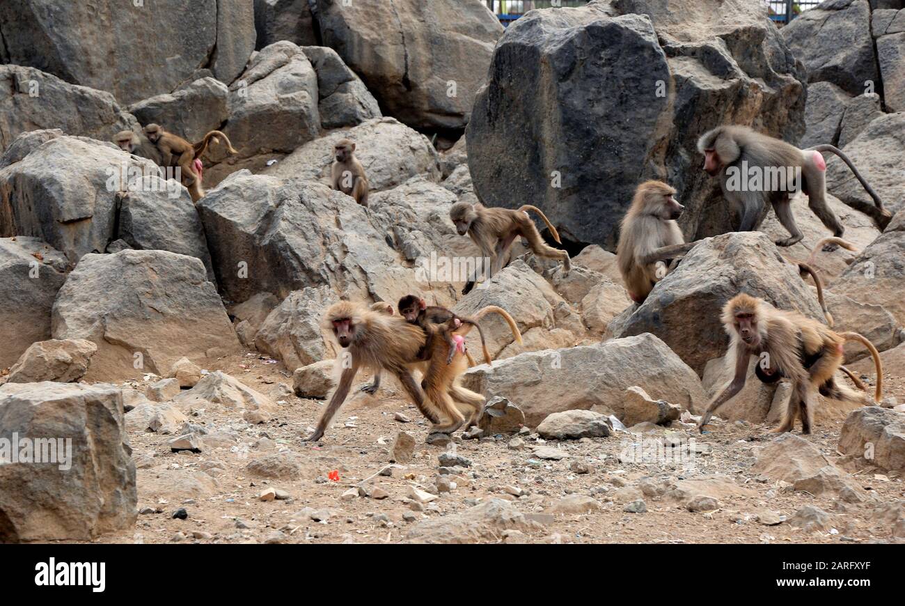 Sanaa, Yemen. 26th Jan, 2020. Monkeys are seen at a national zoo in Sanaa, Yemen, Jan. 26, 2020. Yemen's civil war has caused the collapse of local currency and escalation of food prices, making it hard to get enough food and medical care for animals in the zoo, including lions.TO GO WITH 'Feature: Zoo lions starve to death in war-torn Yemen' Credit: Mohammed Mohammed/Xinhua/Alamy Live News Stock Photo