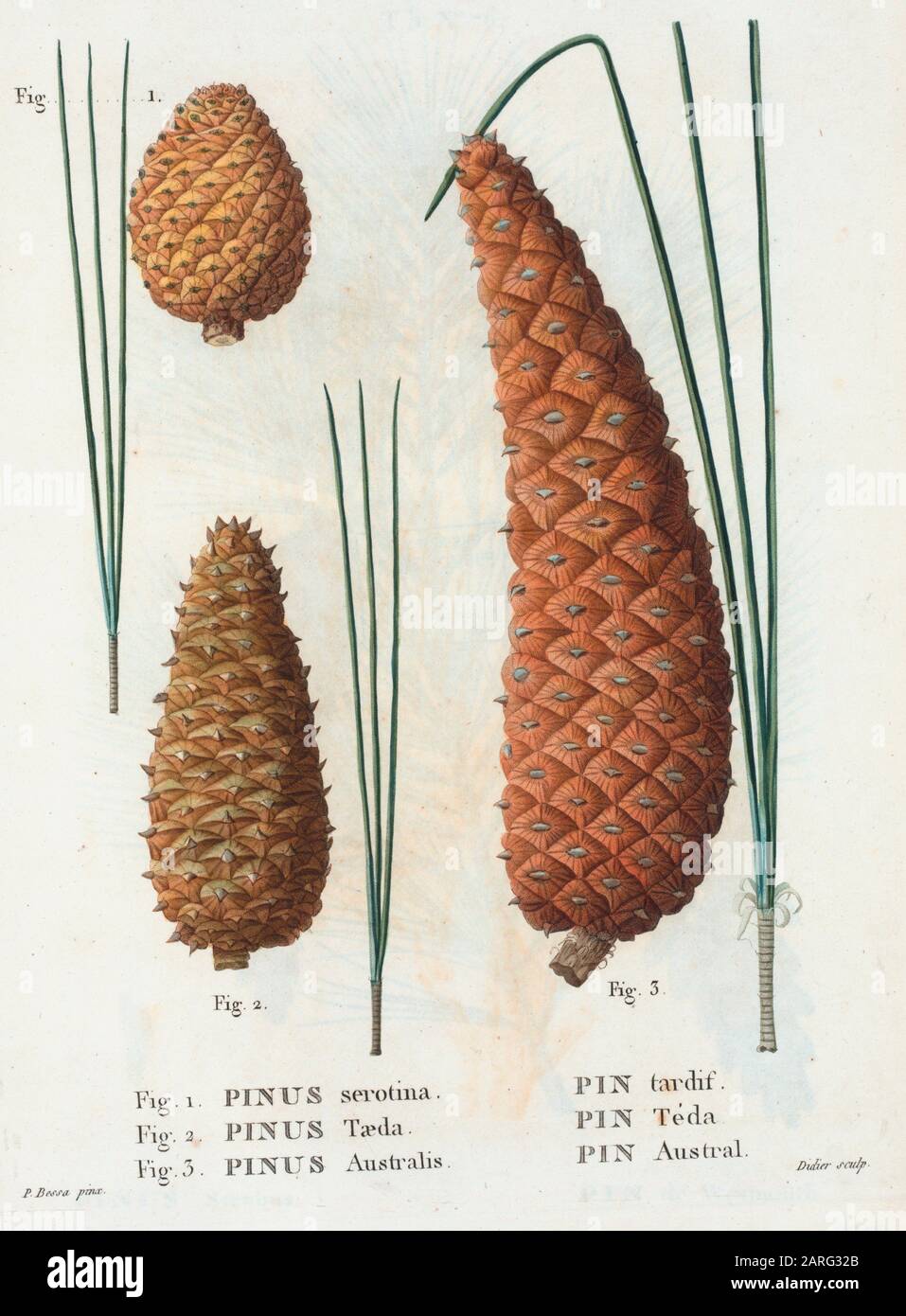 Pinus serotina hi-res stock photography and images - Alamy