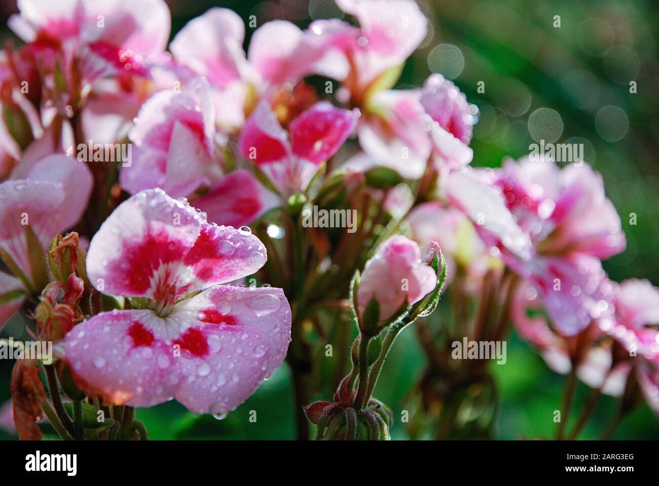 Pink pelargonium flowers after summer rain Stock Photo