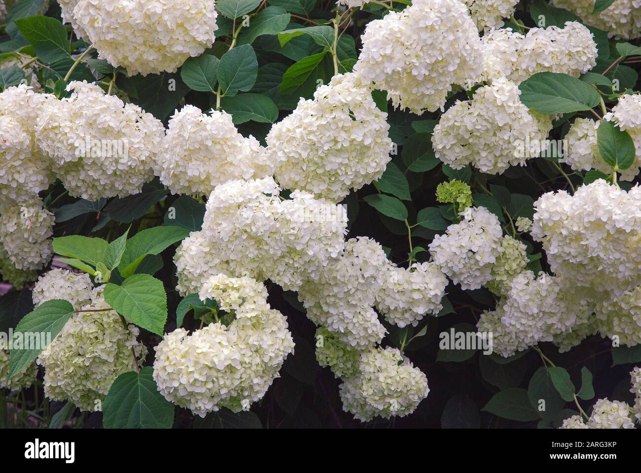 Blooming white garden hydrangea flowers Stock Photo