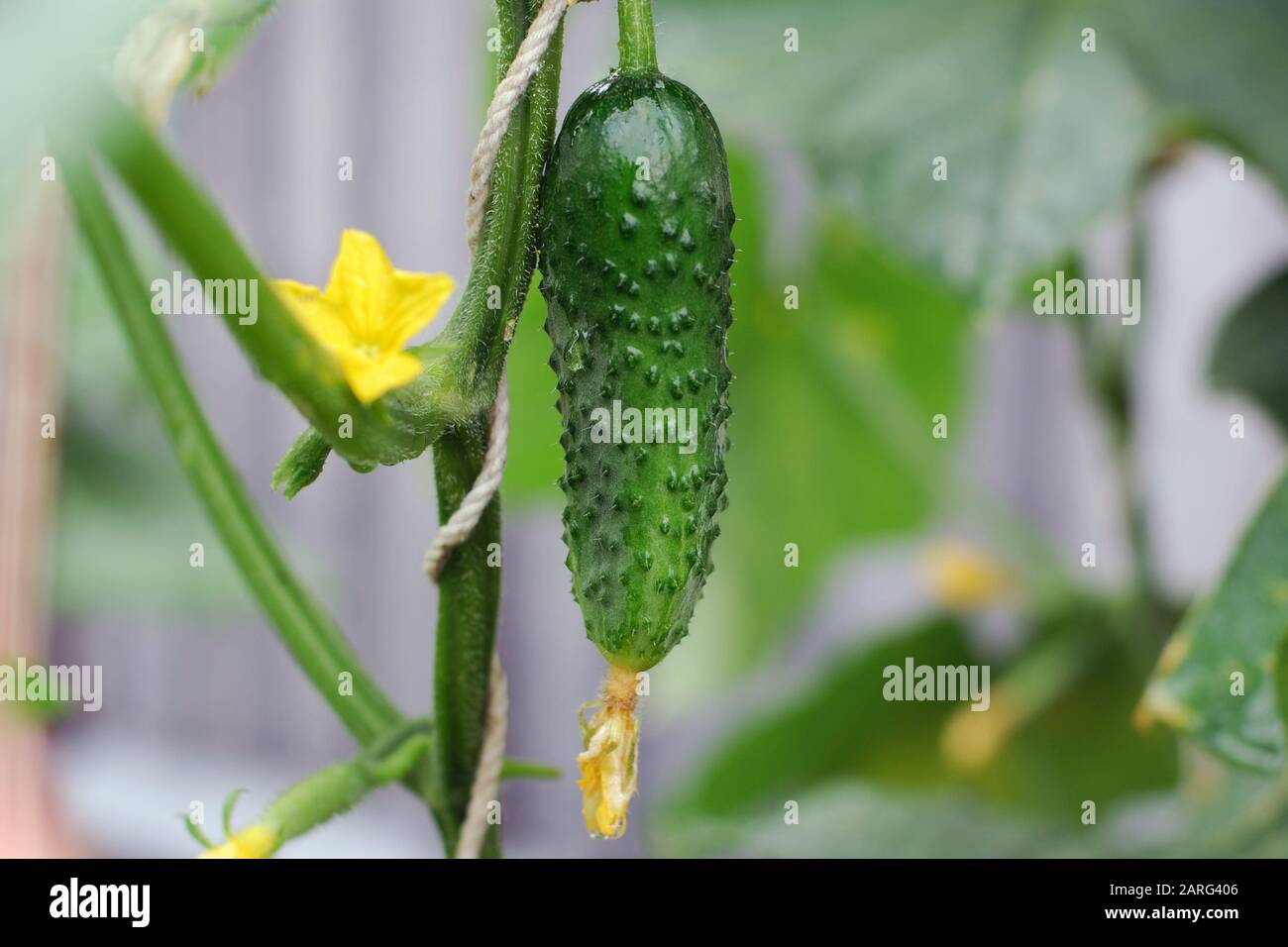 Сucumber on a plant growing in open ground in the rain. Cold rainy weather, vegetables having not enough heat and sun to grow. Stock Photo