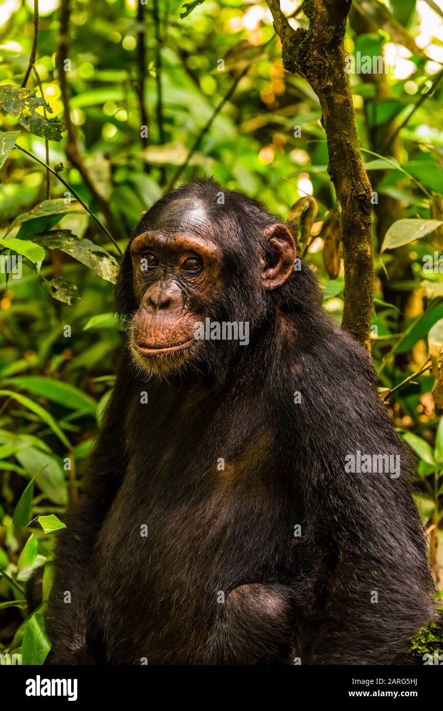 Chimpanzees, Kibale Forest National Park, Uganda. Known as ''The Primate Capital of the World'' Kibale has the largest number of primates of any Stock Photo