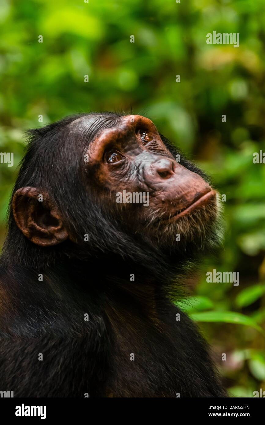 Chimpanzees, Kibale Forest National Park, Uganda. Known as ''The Primate Capital of the World'' Kibale has the largest number of primates of any Stock Photo