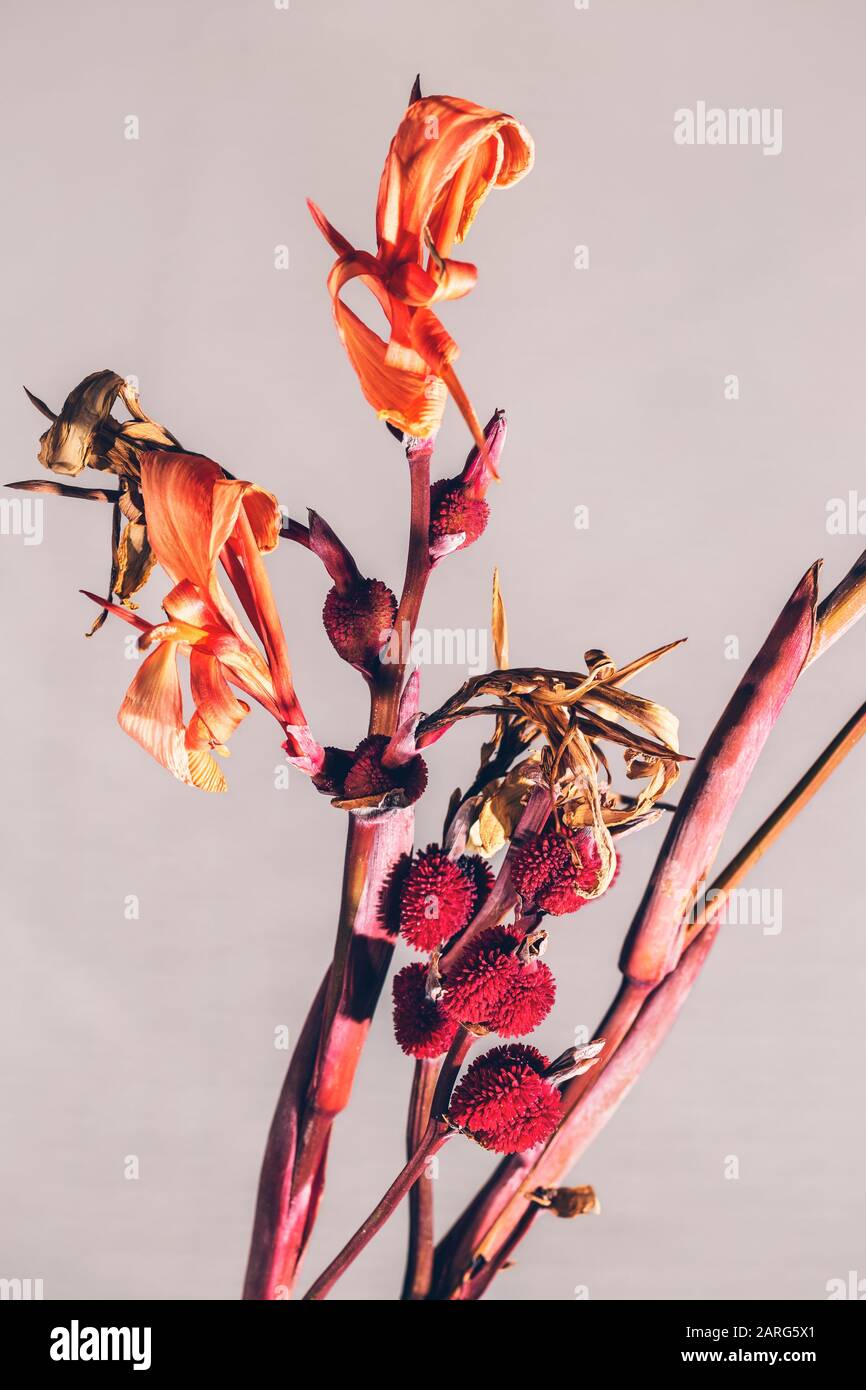 Spanish lily seeds (Iris xiphium). Madrid. Spain. Europe Stock Photo