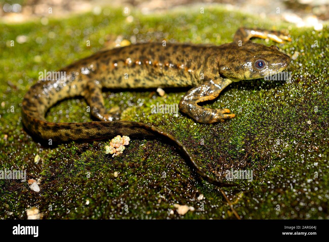 Spanish ribbed newt (Pleurodeles waltl) in Valdemanco, Madrid, Spain