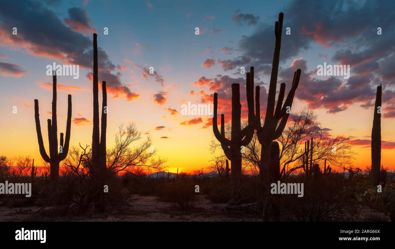 Saguaro cactus near phoenix hi-res stock photography and images - Alamy