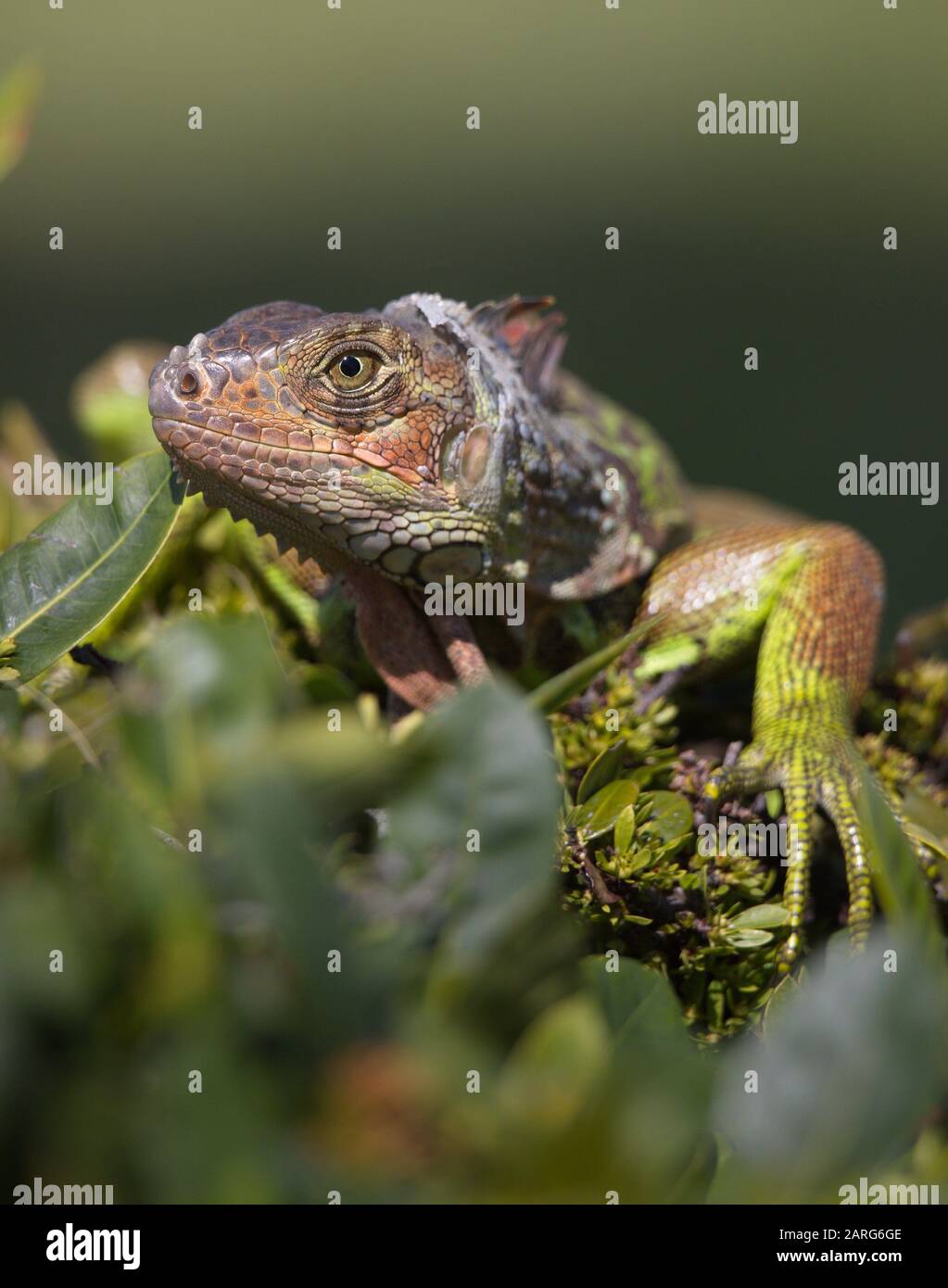 Green Iguana, Key West, Florida, USA Stock Photo Alamy