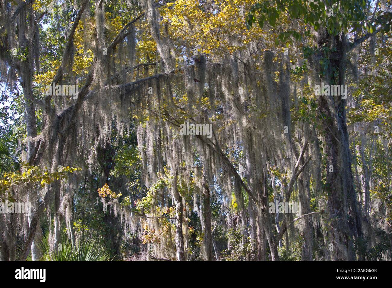 old man's beard, spanish moss (Tillandsia usneoides), Crystal River, Florida, USA Stock Photo